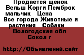 Продается щенок Вельш Корги Пемброк мальчик › Цена ­ 65 000 - Все города Животные и растения » Собаки   . Вологодская обл.,Сокол г.
